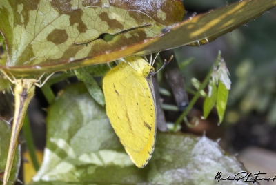 Yellow Sulfur Butterfly 2024